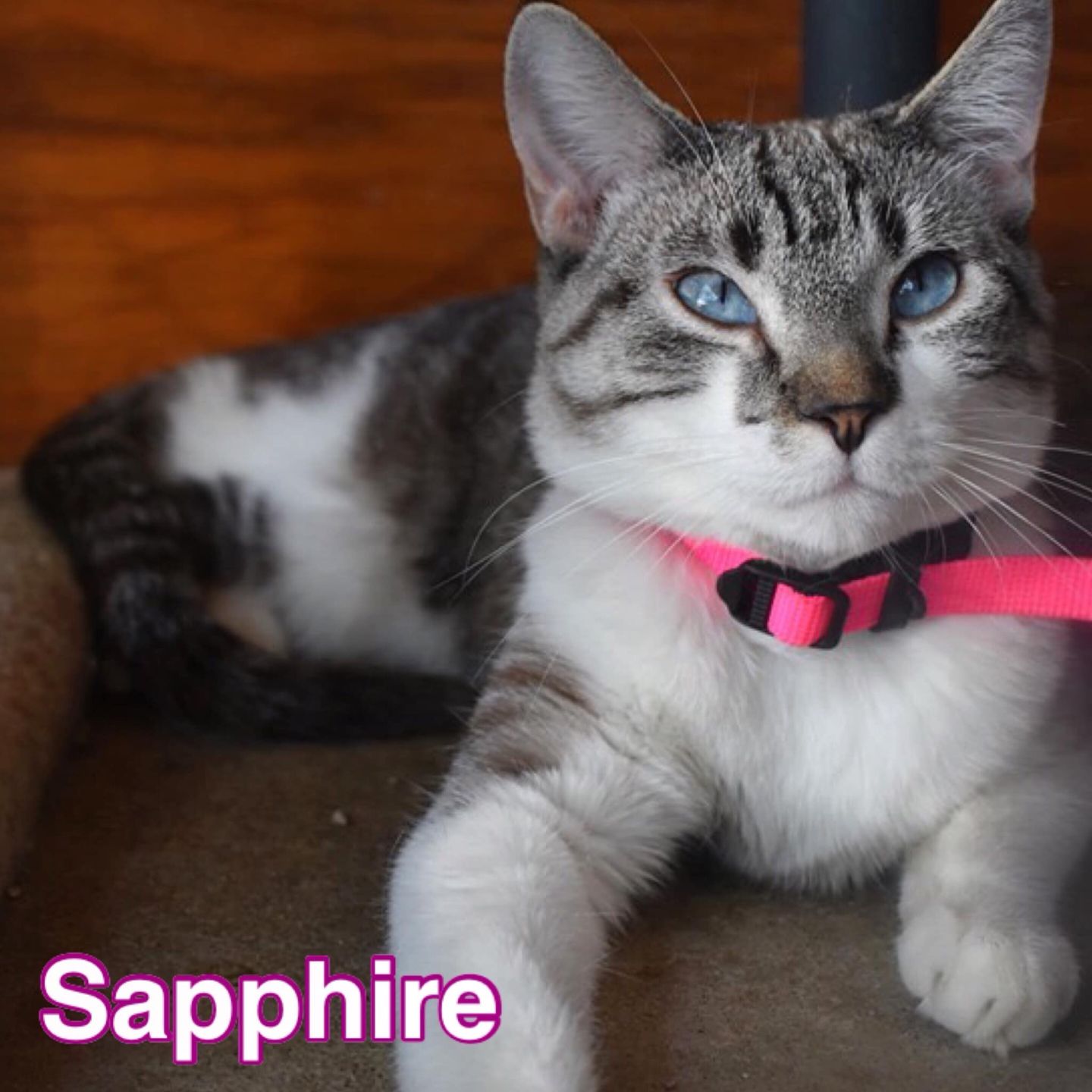 PET OF THE WEEK: Sapphire